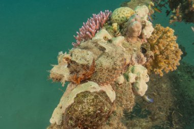 Kızıldeniz 'deki mercan resifi ve su bitkileri, Eilat Israel