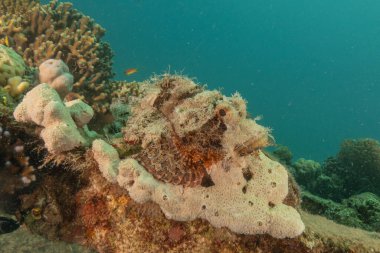 Kızıldeniz 'deki mercan resifi ve su bitkileri, Eilat Israel