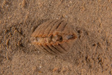 Kızıl Deniz 'deki Deniz Salyangozu Renkli ve güzel, Eilat İsrail