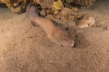 Moray eel Mooray lycodontis undulatus in the Red Sea, Eilat Israel clipart