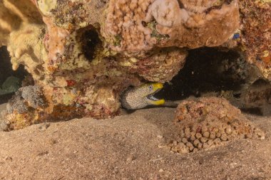 Moray eel Mooray lycodontis Kızıldenizde dalgalanma, Eilat Israel