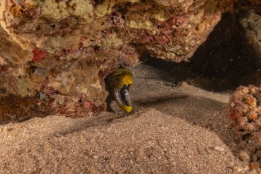 Moray eel Mooray lycodontis Kızıldenizde dalgalanma, Eilat Israel