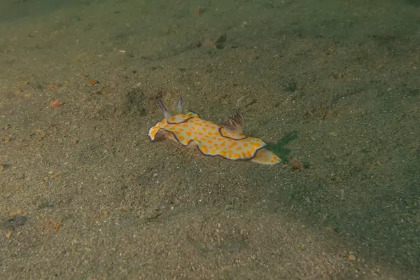 stock image Sea Slug in the Red Sea Colorful and beautiful, Eilat Israel