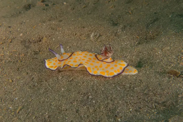 stock image Sea Slug in the Red Sea Colorful and beautiful, Eilat Israel