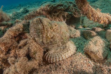 Kızıl Denizde yüzen balıklar, renkli balıklar, Eilat İsrail