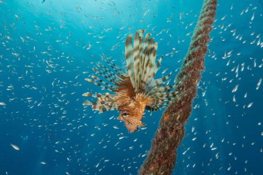 Lionfish in the Red Sea colorful fish, Eilat Israel clipart