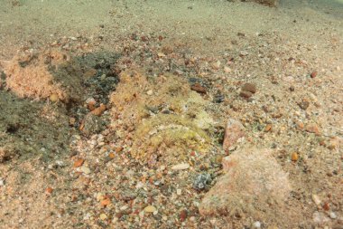 Kızıl Denizde yüzen balıklar, renkli balıklar, Eilat İsrail