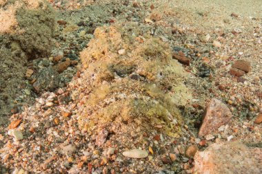 Kızıl Denizde yüzen balıklar, renkli balıklar, Eilat İsrail