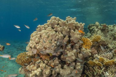 Kızıldeniz 'deki mercan resifi ve su bitkileri, Eilat Israel