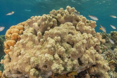 Kızıldeniz 'deki mercan resifi ve su bitkileri, Eilat Israel