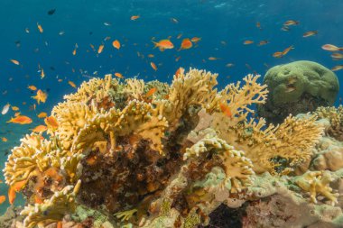 Kızıldeniz 'deki mercan resifi ve su bitkileri, Eilat Israel