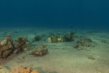 Kızıl Denizde yüzen balıklar, renkli balıklar, Eilat İsrail