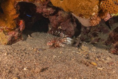 Kızıl Deniz 'deki aslan balığı renkli balık, Eilat Israel