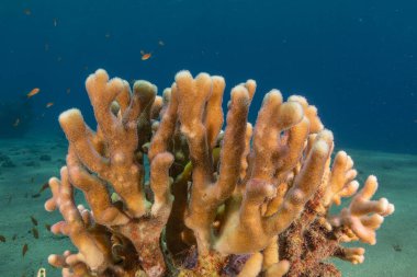 Kızıldeniz 'deki mercan resifi ve su bitkileri, Eilat Israel