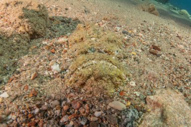 Kızıl Denizde yüzen balıklar, renkli balıklar, Eilat İsrail