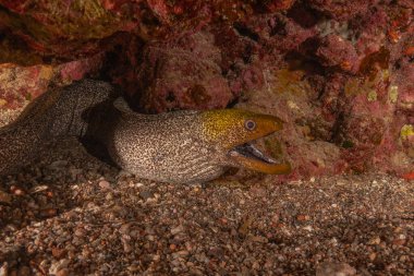 Moray eel Mooray lycodontis Kızıldenizde dalgalanma, Eilat Israel