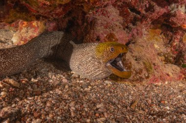 Moray eel Mooray lycodontis Kızıldenizde dalgalanma, Eilat Israel