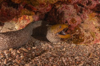 Moray eel Mooray lycodontis Kızıldenizde dalgalanma, Eilat Israel