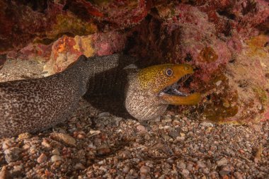 Moray eel Mooray lycodontis Kızıldenizde dalgalanma, Eilat Israel