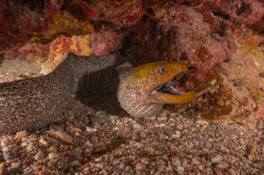 Moray eel Mooray lycodontis Kızıldenizde dalgalanma, Eilat Israel