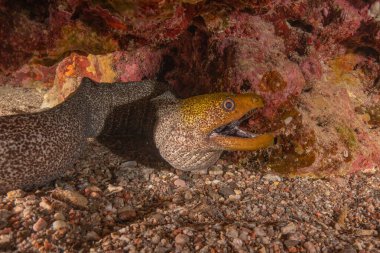 Moray eel Mooray lycodontis undulatus in the Red Sea, Eilat Israel clipart