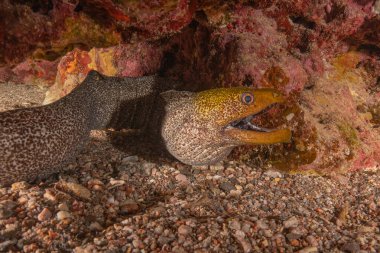 Moray eel Mooray lycodontis Kızıldenizde dalgalanma, Eilat Israel