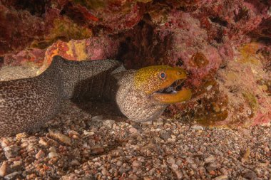Moray eel Mooray lycodontis Kızıldenizde dalgalanma, Eilat Israel