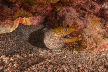 Moray eel Mooray lycodontis Kızıldenizde dalgalanma, Eilat Israel
