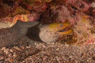 Moray eel Mooray lycodontis Kızıldenizde dalgalanma, Eilat Israel