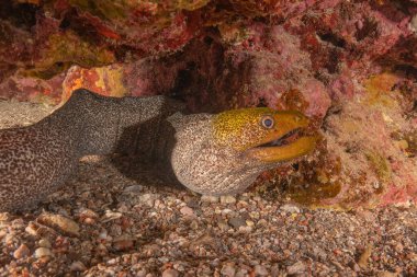 Moray eel Mooray lycodontis Kızıldenizde dalgalanma, Eilat Israel