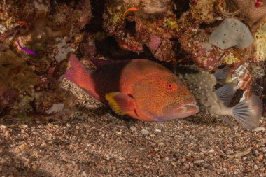 Kızıl Denizde yüzen balıklar, renkli balıklar, Eilat İsrail