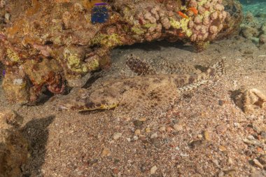 Kızıl Denizde yüzen balıklar, renkli balıklar, Eilat İsrail