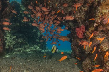 Kızıl Denizde yüzen balıklar, renkli balıklar, Eilat İsrail