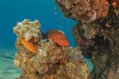 Kızıl Denizde yüzen balıklar, renkli balıklar, Eilat İsrail