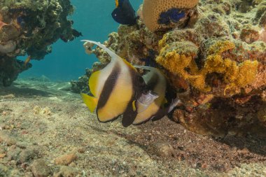 Kızıl Denizde yüzen balıklar, renkli balıklar, Eilat İsrail