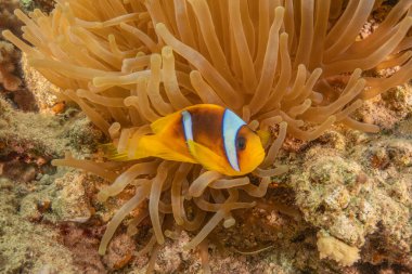 Kızıl Deniz 'deki palyaço balığı balığı. Renkli ve güzel, Eilat Israel.