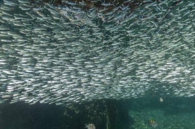 Kızıl Denizde yüzen balıklar, renkli balıklar, Eilat İsrail