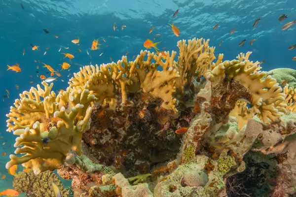 Kızıldeniz 'deki mercan resifi ve su bitkileri, Eilat Israel