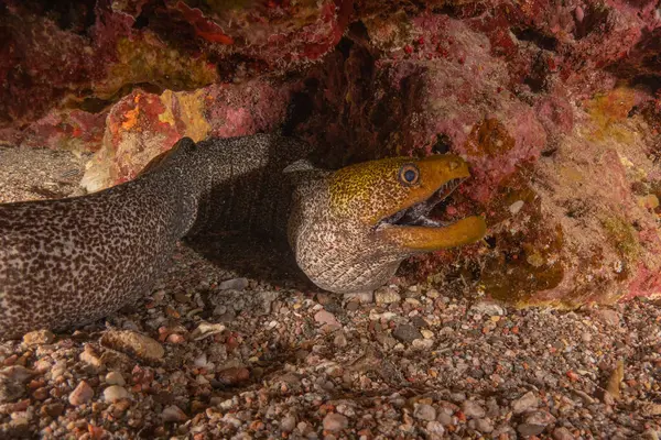 Moray eel Mooray lycodontis Kızıldenizde dalgalanma, Eilat Israel