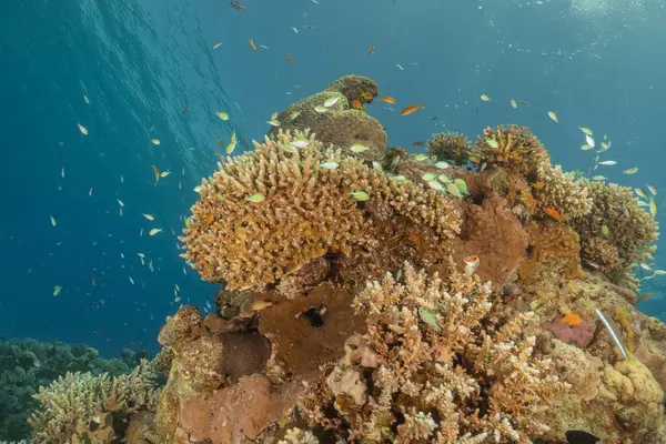 Kızıldeniz 'deki mercan resifi ve su bitkileri, Eilat Israel