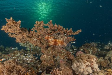 Kızıl Deniz 'deki aslan balığı renkli balık, Eilat Israel