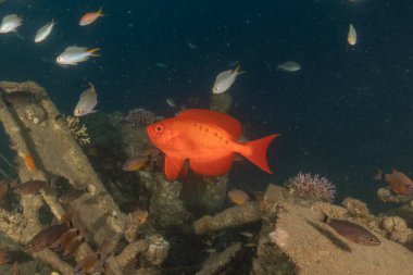 Kızıl Denizde yüzen balıklar, renkli balıklar, Eilat İsrail