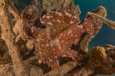 Kızıl Deniz 'deki kurbağa balığı Renkli ve güzel, Eilat Israel