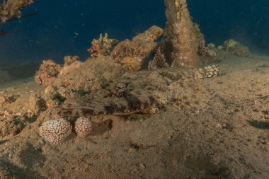 Kızıl Denizde yüzen balıklar, renkli balıklar, Eilat İsrail