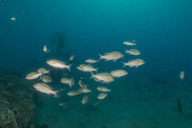 Kızıl Denizde yüzen balıklar, renkli balıklar, Eilat İsrail