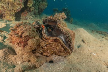 Kızıl Deniz 'deki dev istiridye Renkli ve güzel, Eilat Israel