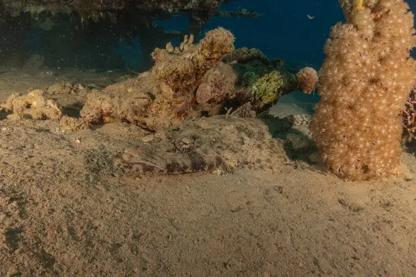 stock image Fish swimming in the Red Sea, colorful fish, Eilat Israel