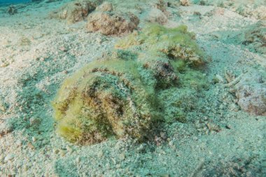 Kızıl Denizde yüzen balıklar, renkli balıklar, Eilat İsrail