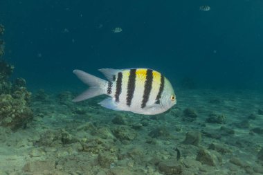 Kızıl Denizde yüzen balıklar, renkli balıklar, Eilat İsrail