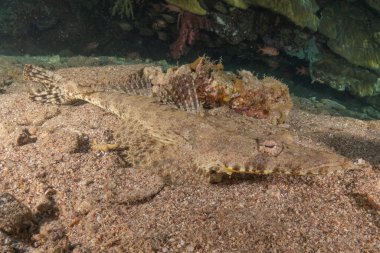 Kızıl Denizde yüzen balıklar, renkli balıklar, Eilat İsrail